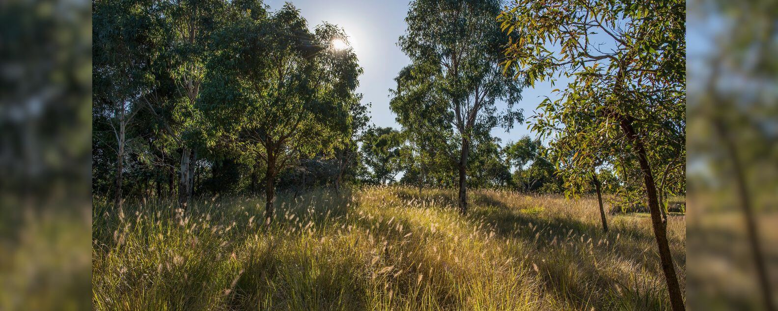 Image of the parklands in the morning 