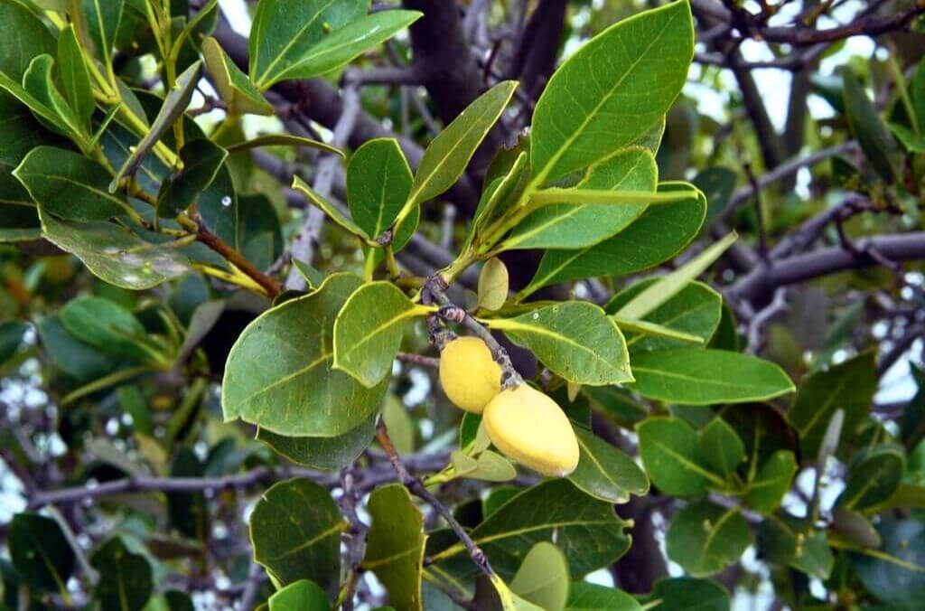 Image of a green tree