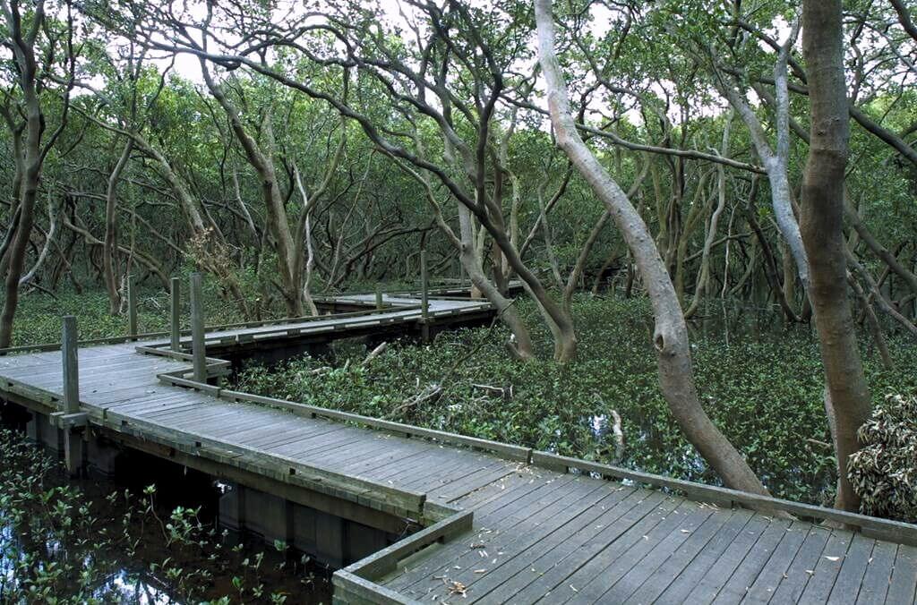 Image of a boardwalk through at wetland