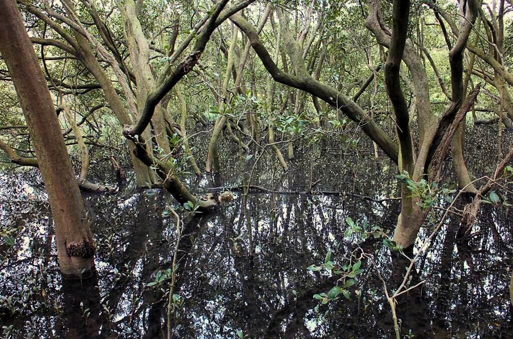 Image of wetlands