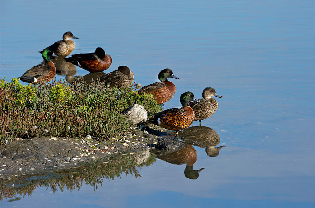 Birds in the park