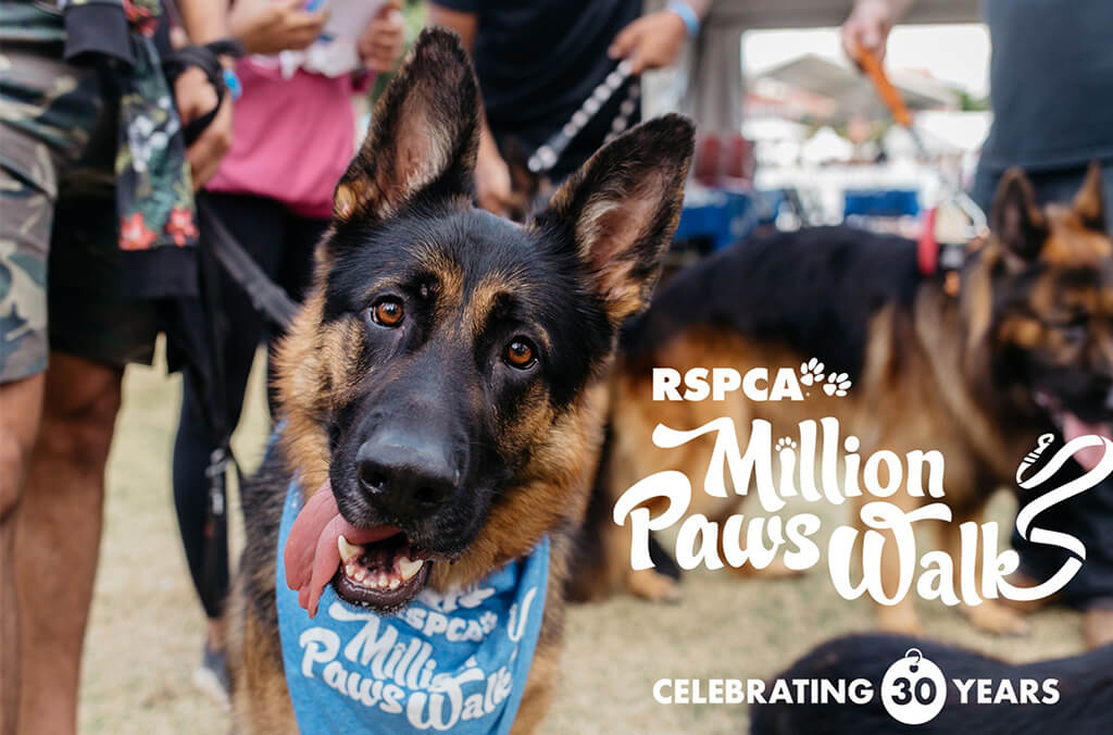 RSPCA's Million Paws Walk 2024
