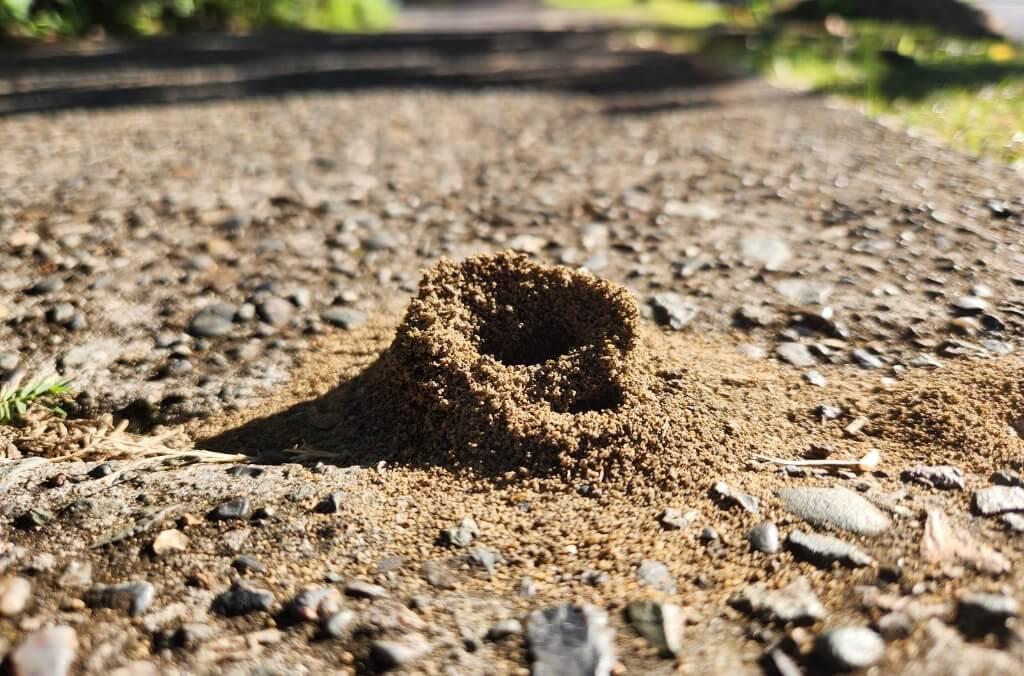 A small ant hill made of fine brown dirt sits on a rough, gravelly surface under bright sunlight.