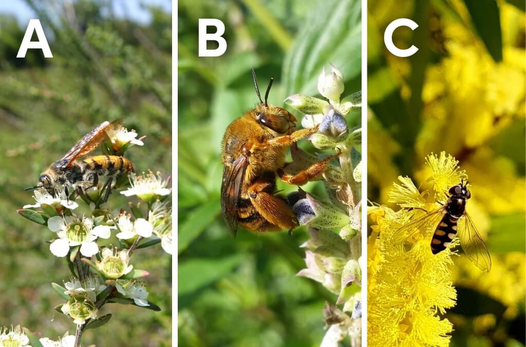 A composite image divided into three vertical panels labeled A, B, and C, each showing a different insect on flowers. Panel A: A bee-like insect with striped body and transparent wings perched on small white blossoms. Panel B: A fuzzy, golden-orange bee clinging to pale green buds with a blurred green background. Panel C: A slender black-and-yellow striped insect with clear wings resting on bright yellow flowers.
