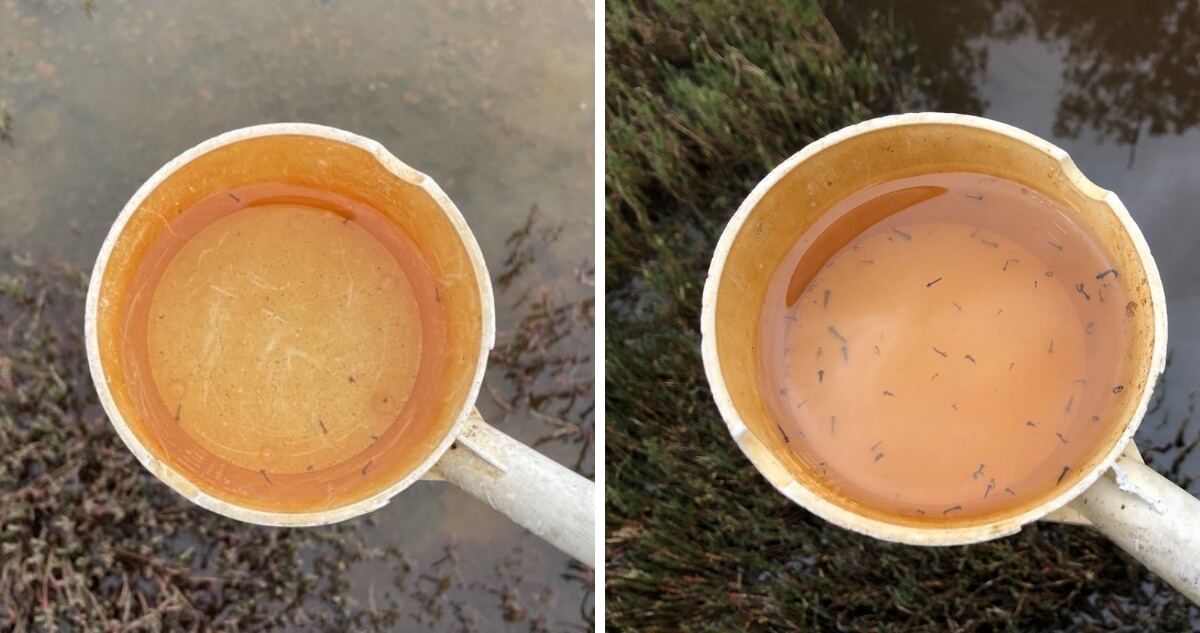 Two scoops of water showing mosquito larvae.