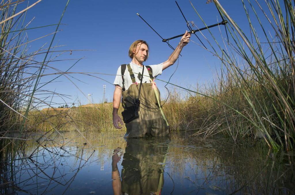 Image of researcher looking for frogs through a wetland